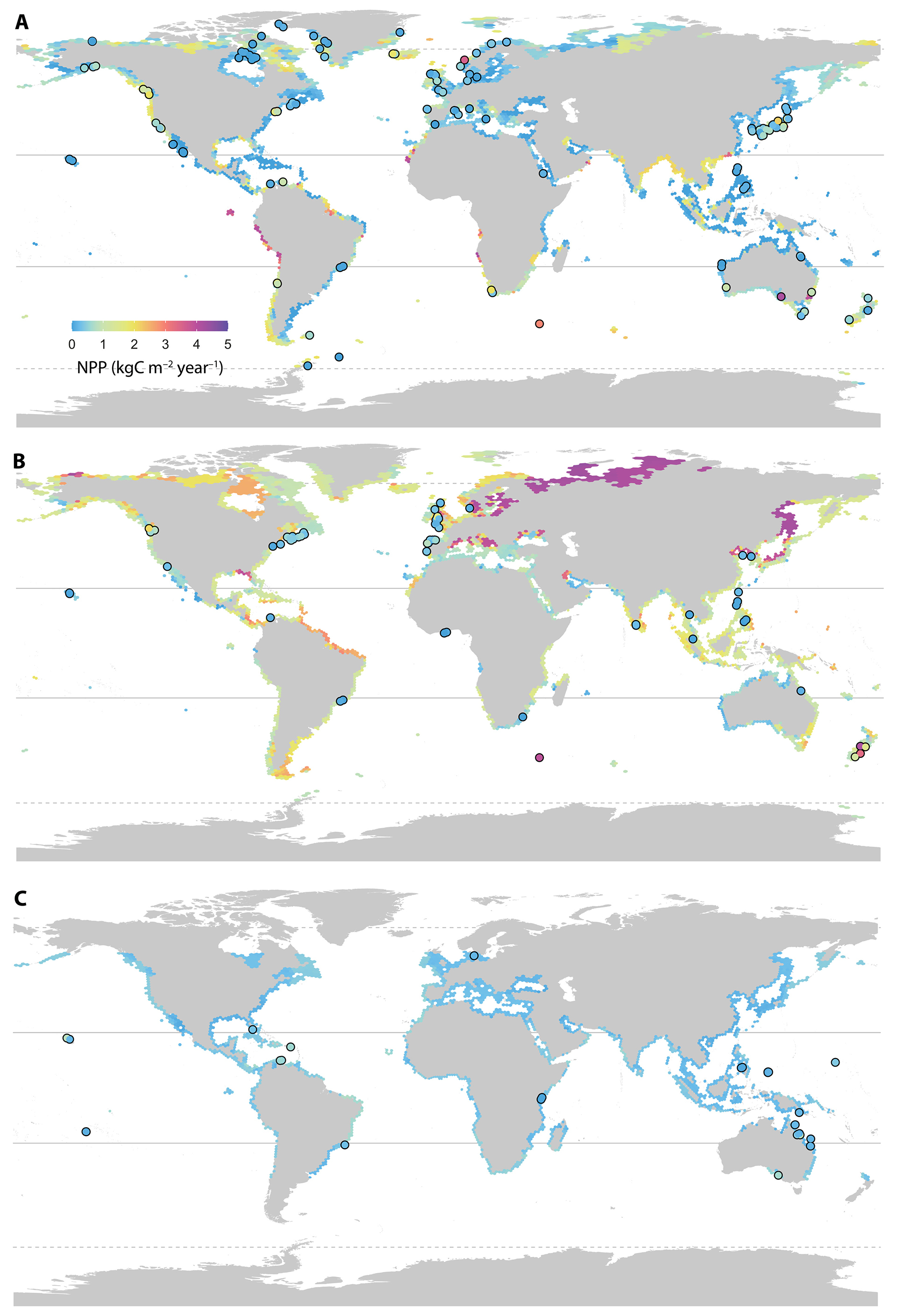 Global seaweed productivity